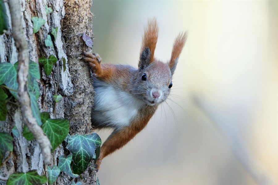Bericht Veilige oversteek eekhoorns Haagse Bos door nieuwe touwbruggen bekijken